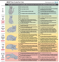 Evaluating Pain in your pet image